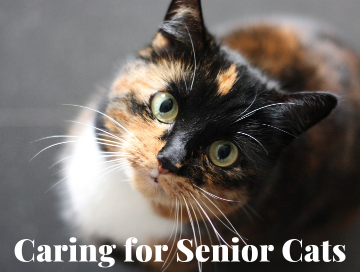 Caring for Senior Cats