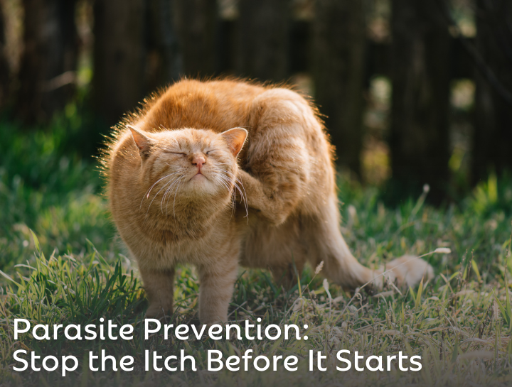 Parasite Prevention: Stop the Itch Before It Starts