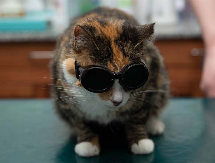 Laser Therapy for Cats